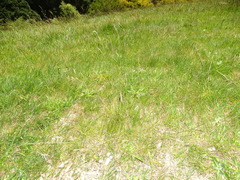 Festuca rubra