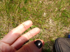 Festuca rubra