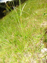 Festuca rubra