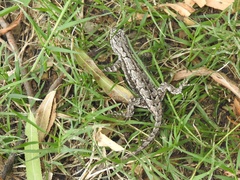 Sceloporus grammicus