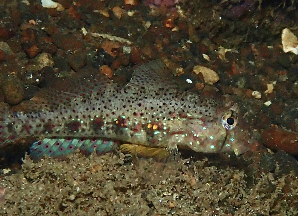 Gnatholepis ophthalmotaenia