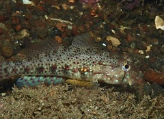 Gnatholepis ophthalmotaenia