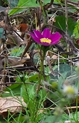 Cosmos bipinnatus