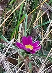 Cosmos bipinnatus