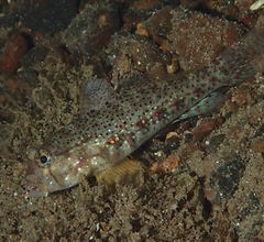 Gnatholepis ophthalmotaenia