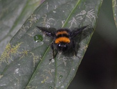 Bombus hortulanus
