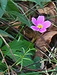 Cosmos bipinnatus