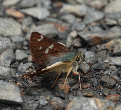 Dalla dimidiatus lilla