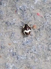 Poecilocoris lewisi