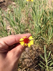 Gaillardia multiceps