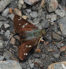Dalla dimidiatus lilla