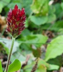 Trifolium incarnatum
