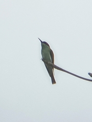 Merops viridis