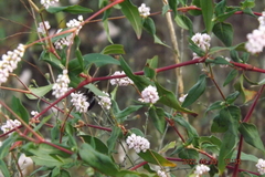 Persicaria bicornis