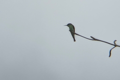 Merops viridis