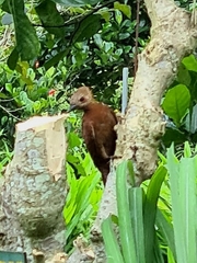 Micropternus brachyurus