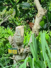 Micropternus brachyurus