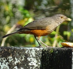 Turdus rufiventris