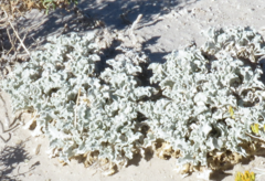 Enceliopsis nudicaulis