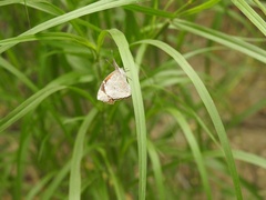 Libytheana carinenta mexicana