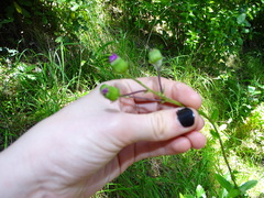 Senecio glastifolius
