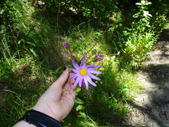 Senecio glastifolius