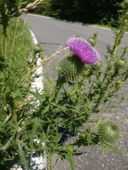 Cirsium