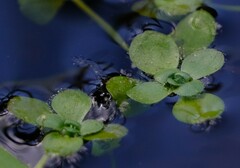 Callitriche stagnalis