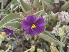 Solanum quadriloculatum