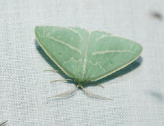 Chlorocoma stereota
