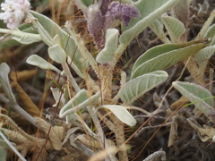 Solanum quadriloculatum