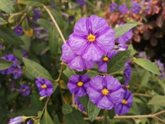 Lycianthes rantonnetii