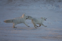 Vulpes lagopus