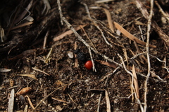 Ephutomorpha distinguenda