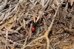 Ephutomorpha distinguenda