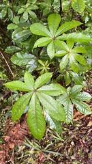 Schefflera digitata