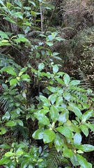 Schefflera digitata