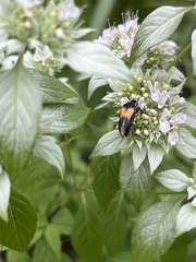 Macrosiagon flavipennis