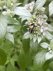 Macrosiagon flavipennis