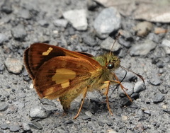 Dalla scylla