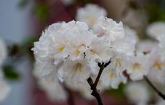 Tabebuia roseoalba
