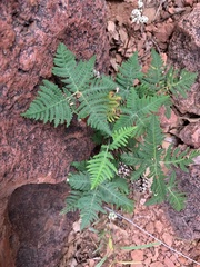 Notholaena standleyi