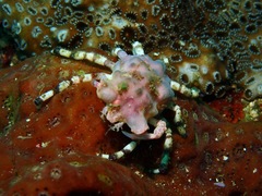 Cyclocoeloma tuberculatum