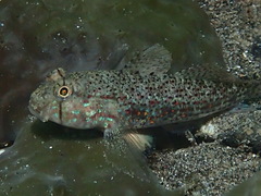Gnatholepis ophthalmotaenia