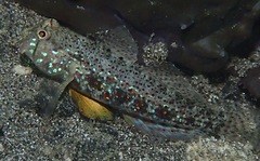 Gnatholepis ophthalmotaenia