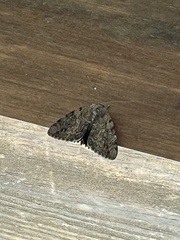 Catocala agrippina