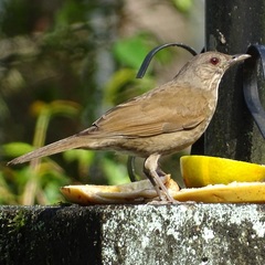 Turdus leucomelas