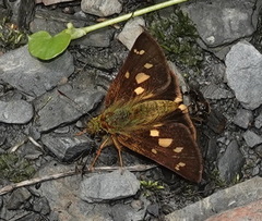Dalla scylla