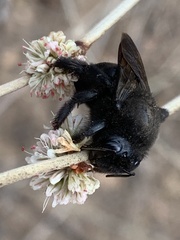 Xylocopa
