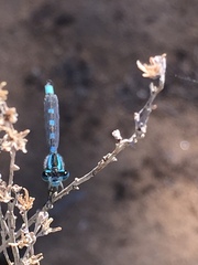 Enallagma carunculatum